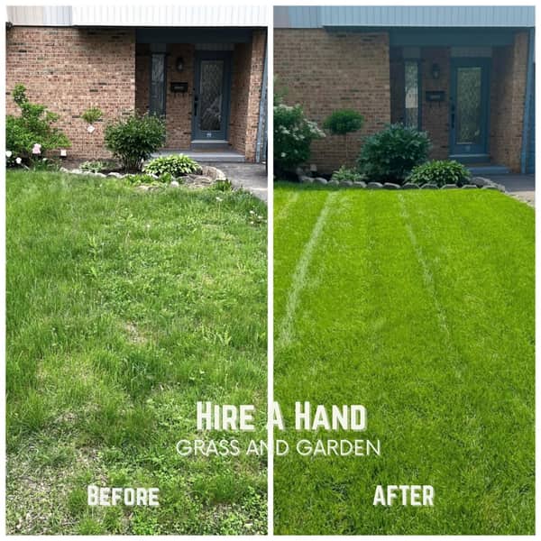 Front lawn before and after full restoration