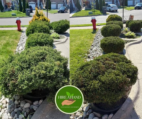 Cedar shrubs before and after precise trimming